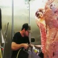 لاشه گاو به این بزرگی مگه داریم!