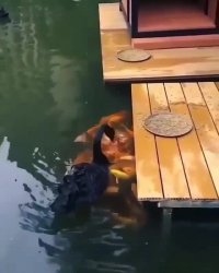 غذا دادن غاز به ماهی‌ها