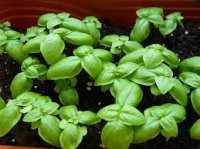 سبزیکاری آسان