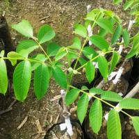 قیمت نهال گردوی چندلر 09121270623