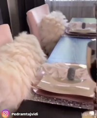 چیدمان میز ناهارخوری