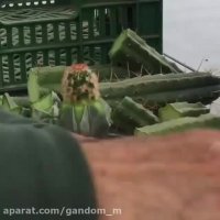 کاکتوس آموزش پیوند زدن کاکتوس