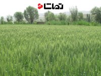 احیای اراضی کشاورزی "ایلام"