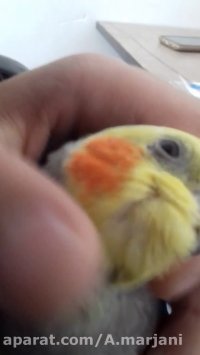 نار کردن عروس هلندی