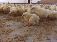 فروش جوجه یکروزه تجارتی فروش تخم مرغ