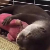 وقتی سمور آبی تو خواب حرف می زند!