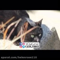 پیشى جون تو بهترین رفیق دنیایى برام