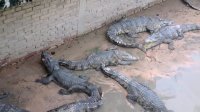 غذا دادن به کروکودیل ها