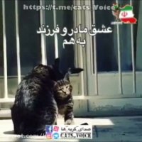 عشق مادر و فرزندی به هم-در گربه ها