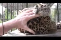 پلنگ ها به محبت احتیاج دارند