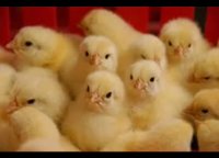 فروش جوجه و مرغ تخم گذار تجارتی