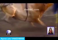 کشتن ماتادور توسط گاوخشمگین