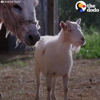 رفاقت عجیب بز با یک الاغ