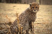 چرا پیروز تولد یک‌ سالگی خودش را ندید؟