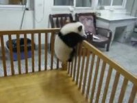 تلاش پاندای بامزه برای بیرون اومدن از تخت