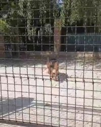 سگ ژرمن شپرد