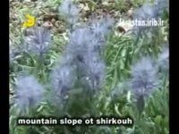 Stachys lavandulifolia  چای کوهی لرستان