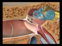 ساختمان گوش انسان