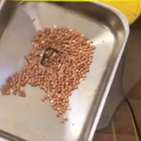 دستگاه روغن گیر زیتون