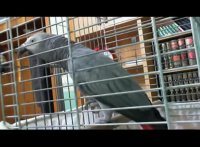 قرآن خواندن طوطی