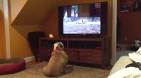 Bulldogs react to 'Cujo' classic horror scene