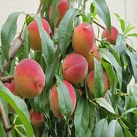 قیمت درخت هلو شناسنامه دار 09197722540