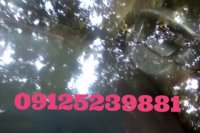 ترمیم شیشه  پولیش شیشه  رفع خط و خش و کدری شیشه کرج 09125239881