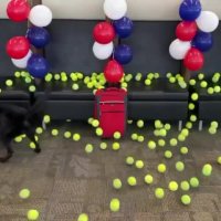 کلیپ جالب بازنشستگی سگ فرودگاه