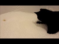 گربه غرق در فوم های ریز