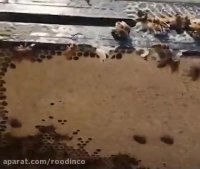 ملکه نژاد کاسپین