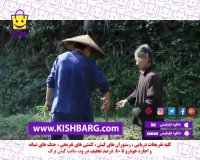 آشپزی در طبیعت،قارچ پزی چینی در طبیعت،قارچ جنگلی