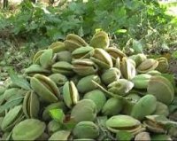 خرید نهال بادام در کرج 09120460354