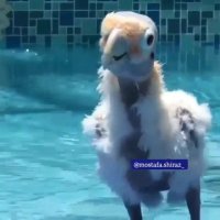 واقعا عالیه