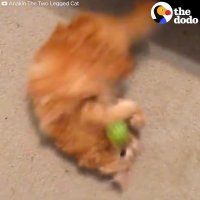 2-Legged Cat Gets Brother Just Like Him | The Dodo