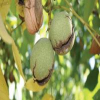 گردوی چندلر شناسنامه دار 09121270623