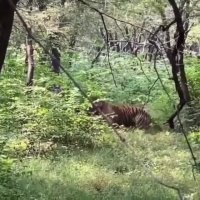 جدال وحشتناک و تماشایی دو ببر 😱