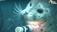 Curious Seal Plays With Diver's Light | The Dodo