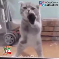 رقص گربه اى