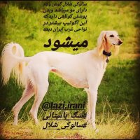 سالوکی سگ بی نظیر