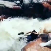 سگ باهوشی که دوستش را نجات می‌دهد