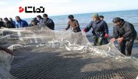صید ماهی خاویاری در مازندران