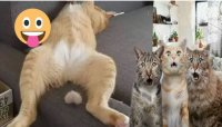 کلیپ خیلی خیلی خنده دار گربه های گوگولی و بامزه #86