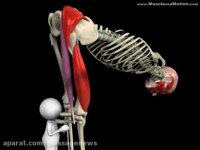 حرکات بدنسازی