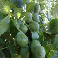 خرید نهال گردوی پکان دیرگل  09350798050