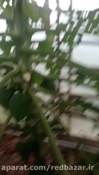نهال پاپایا سوپر پاکوتاه در گلخانه ردبازار - رشت