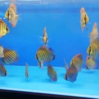 دیسکس ترکوییز رد اسکریبل