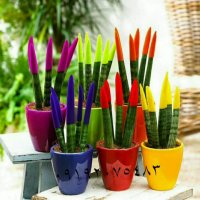 دستگاه مخمل پاش/دستگاه ابکاری فانتاکروم09192075483