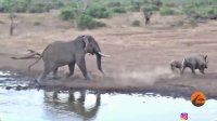 مستند حیات وحش | درگیری وحشیانه فیل با کرگدن
