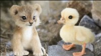 کلیپ قشنگ از حیوانات کوچولو و گوگولی#41