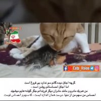 ازحیوانات آسیب دیده نگهداری کنیم.آنهاوفاداروزیباهستند